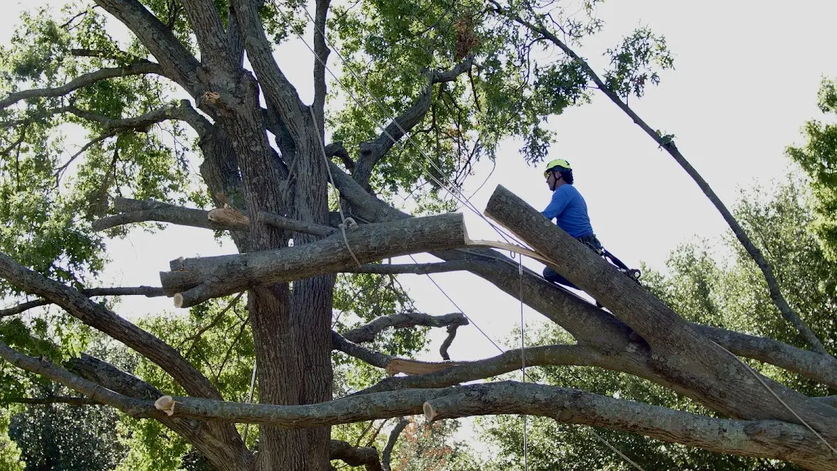 Professional Crown Thinning performed by certified arborists in Williamsburg