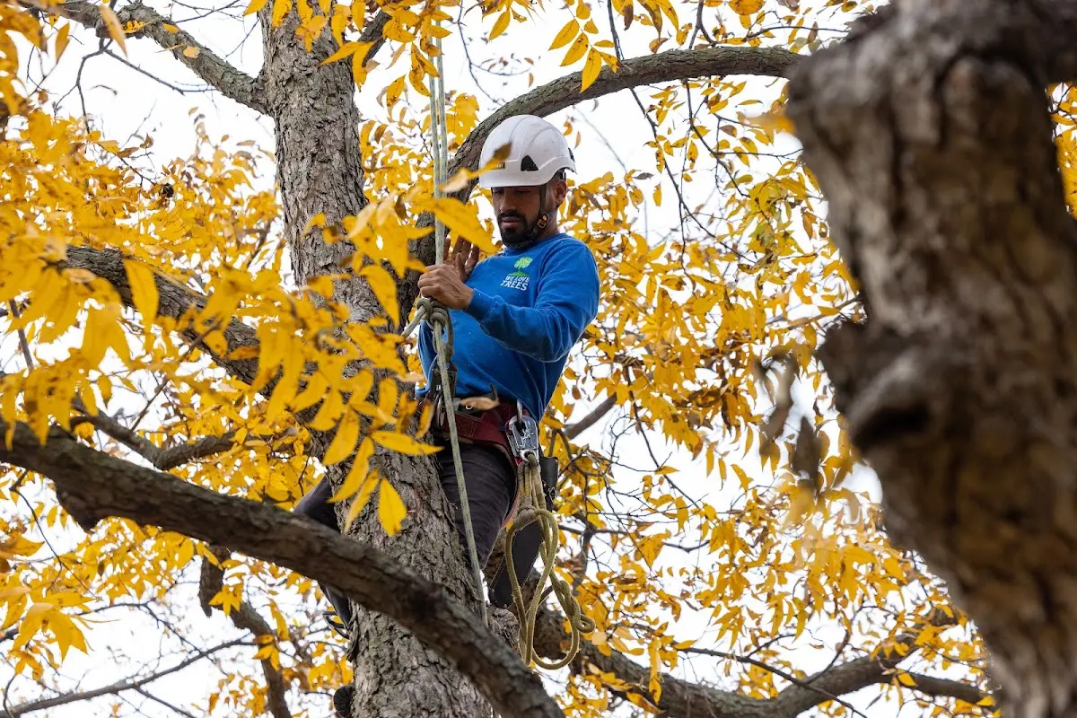 Skilled Tree Trimming crew working in Williamsburg